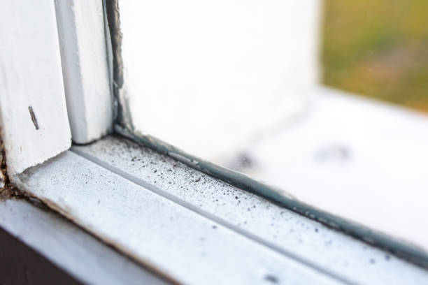Best Attic Mold Removal  in Paris, KY