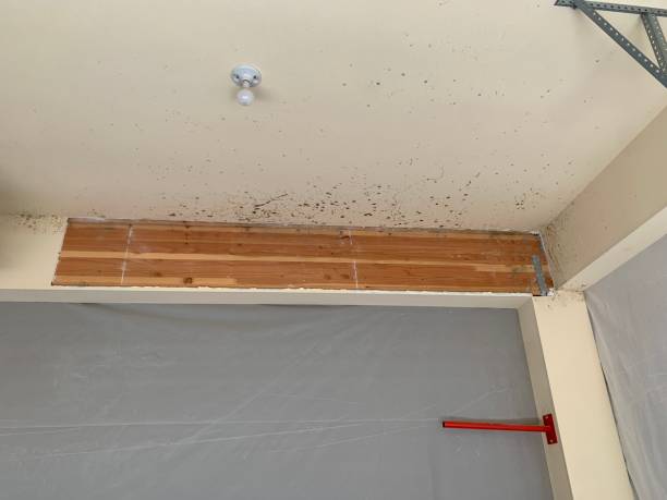 Dehumidification Services in Paris, KY