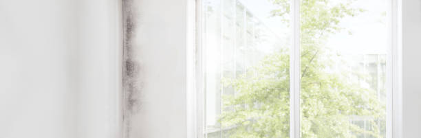  Paris, KY Mold Removal Pros
